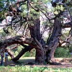 Algarrobo Abuelo. Merlo