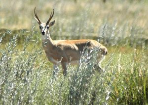 Venado